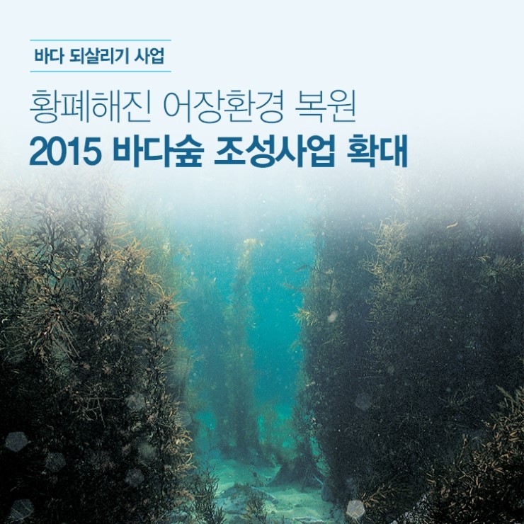 [출처] 황폐해진 어장환경 복원을 위한 2015 바다숲 조성사업 확대|작성자 해랑이
