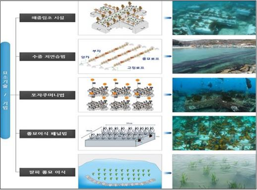 [좌]해조류고 / [중]해조류 이식 / [우]바다숲 조성